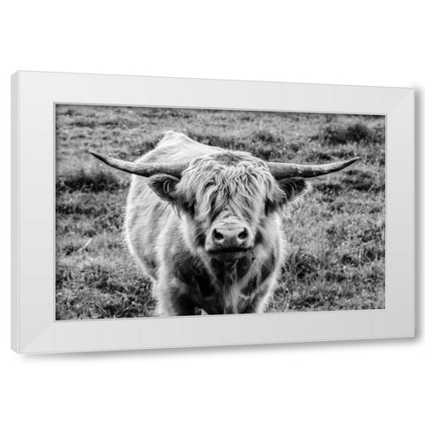 Highland Cow Staring Contest White Modern Wood Framed Art Print by Larson, Nathan