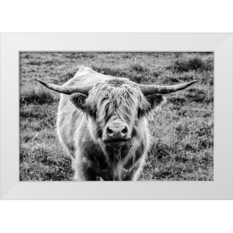 Highland Cow Staring Contest White Modern Wood Framed Art Print by Larson, Nathan