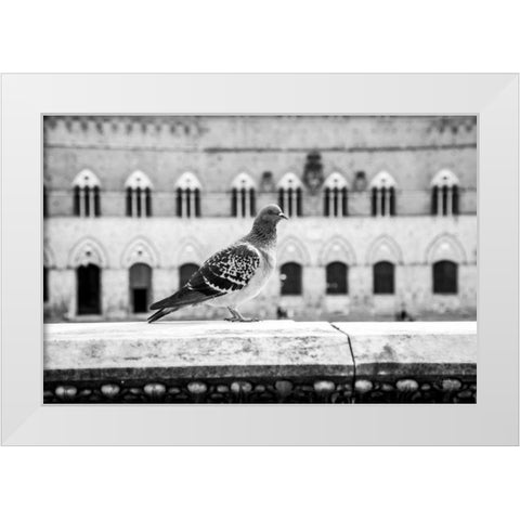 Il Piccione White Modern Wood Framed Art Print by Aledanda