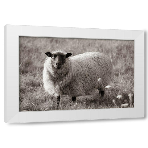 Sepia Sheep White Modern Wood Framed Art Print by Larson, Nathan