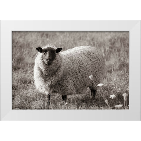 Sepia Sheep White Modern Wood Framed Art Print by Larson, Nathan