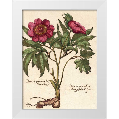 Giant Peony I White Modern Wood Framed Art Print by Van Houtte, Ludwig