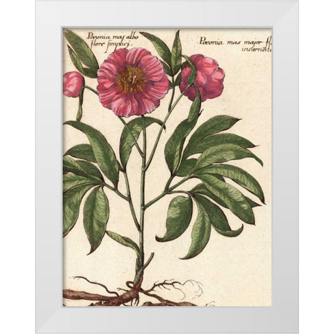 Giant Peony II White Modern Wood Framed Art Print by Van Houtte, Ludwig