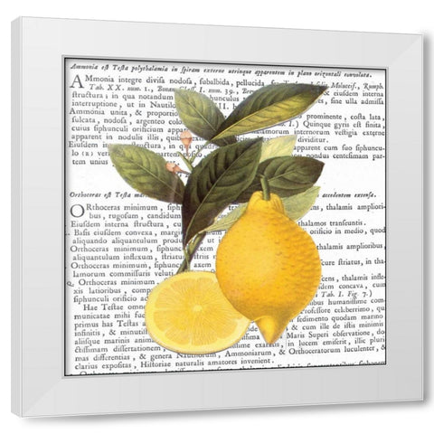 Citrus Edition I White Modern Wood Framed Art Print by Bannister, Cory