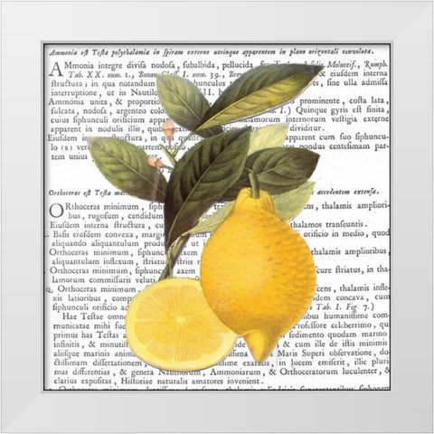 Citrus Edition I White Modern Wood Framed Art Print by Bannister, Cory