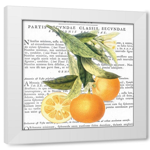 Citrus Edition II White Modern Wood Framed Art Print by Bannister, Cory
