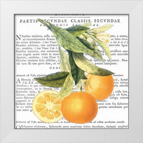Citrus Edition II White Modern Wood Framed Art Print by Bannister, Cory