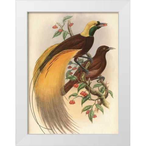 Golden Bird of Paradise White Modern Wood Framed Art Print by Reynolds, Alastair