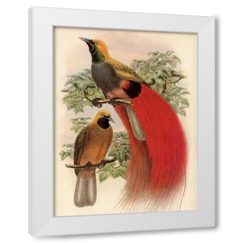 Scarlet Bird of Paradise White Modern Wood Framed Art Print by Reynolds, Alastair