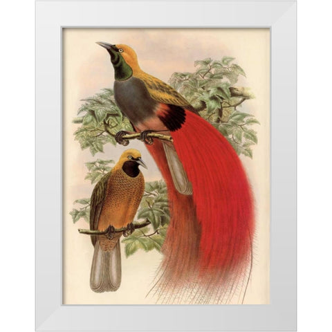 Scarlet Bird of Paradise White Modern Wood Framed Art Print by Reynolds, Alastair