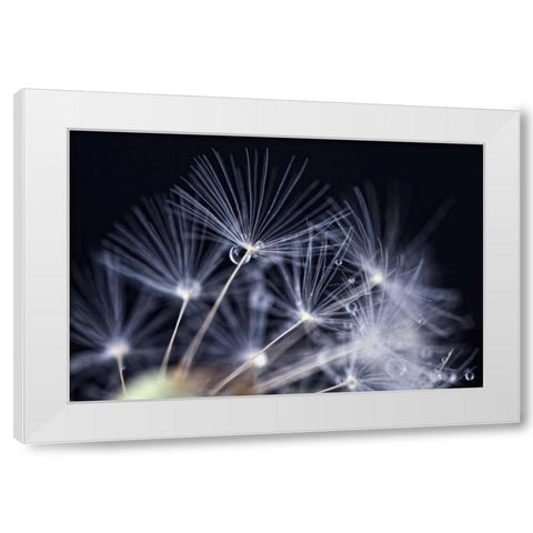 Schonheit White Modern Wood Framed Art Print by Rossmeissl, Gerhard