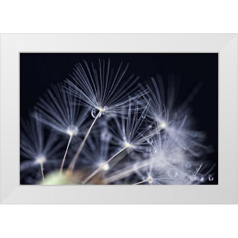 Schonheit White Modern Wood Framed Art Print by Rossmeissl, Gerhard