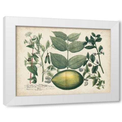 Exotic Weinmann Botanical II White Modern Wood Framed Art Print by Weinmann