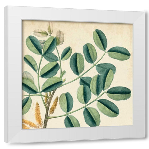 Garden Bounty IX White Modern Wood Framed Art Print by Vision Studio