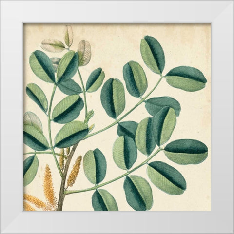 Garden Bounty IX White Modern Wood Framed Art Print by Vision Studio