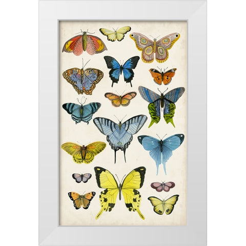 Butterfly Taxonomy II White Modern Wood Framed Art Print by McCavitt, Naomi
