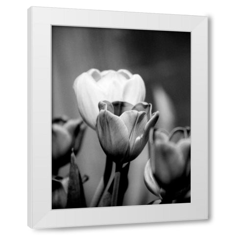 Floral Portrait II White Modern Wood Framed Art Print by Pica, Jeff