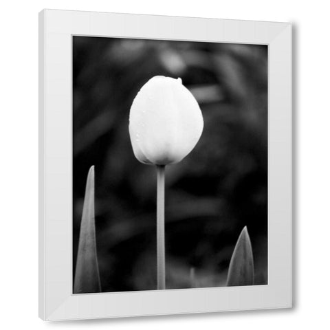 Floral Portrait III White Modern Wood Framed Art Print by Pica, Jeff
