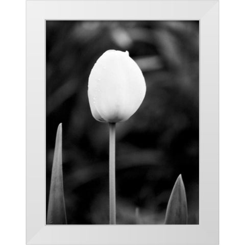 Floral Portrait III White Modern Wood Framed Art Print by Pica, Jeff