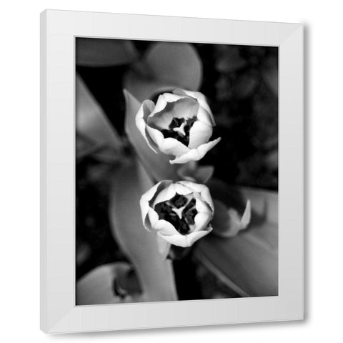 Floral Portrait IV White Modern Wood Framed Art Print by Pica, Jeff