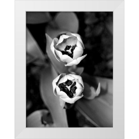 Floral Portrait IV White Modern Wood Framed Art Print by Pica, Jeff