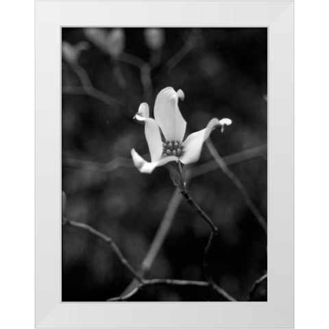 Floral Portrait V White Modern Wood Framed Art Print by Pica, Jeff