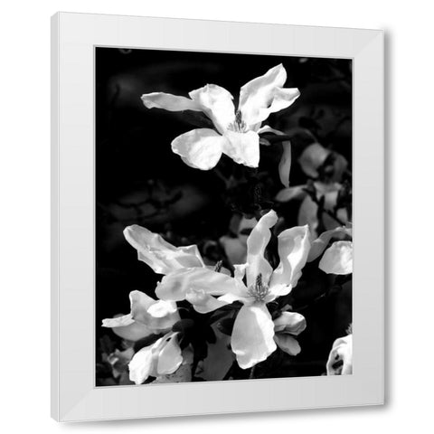 Floral Portrait VI White Modern Wood Framed Art Print by Pica, Jeff