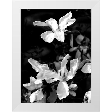 Floral Portrait VI White Modern Wood Framed Art Print by Pica, Jeff