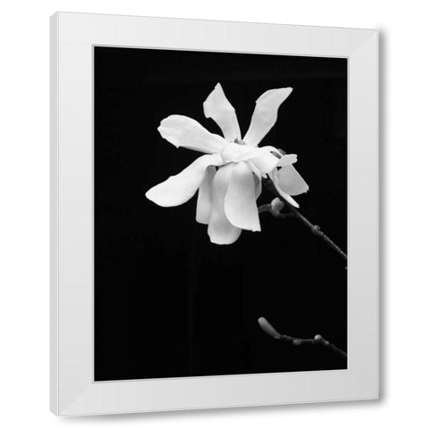 Floral Portrait VII White Modern Wood Framed Art Print by Pica, Jeff