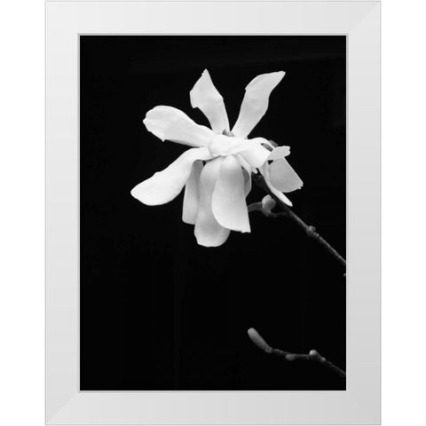 Floral Portrait VII White Modern Wood Framed Art Print by Pica, Jeff