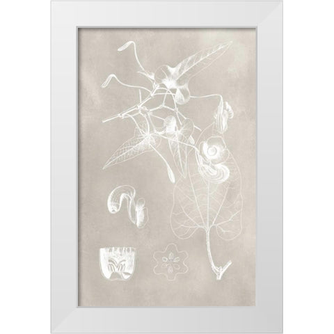 Botanical Schematic I White Modern Wood Framed Art Print by Vision Studio