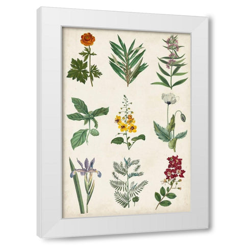 Botanical Chart II White Modern Wood Framed Art Print by Vision Studio