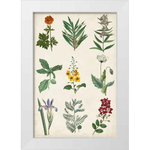 Botanical Chart II White Modern Wood Framed Art Print by Vision Studio