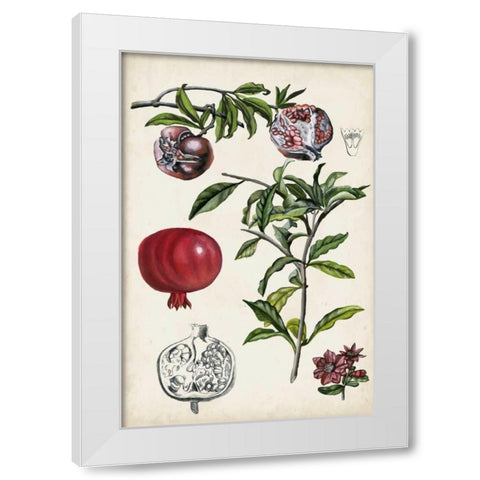 Pomegranate Composition I White Modern Wood Framed Art Print by McCavitt, Naomi