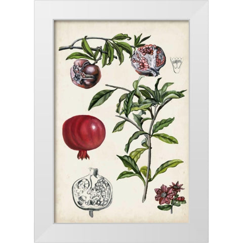 Pomegranate Composition I White Modern Wood Framed Art Print by McCavitt, Naomi