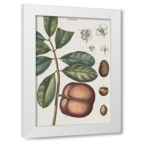 Exotic Botanique IV White Modern Wood Framed Art Print by Vision Studio