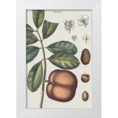 Exotic Botanique IV White Modern Wood Framed Art Print by Vision Studio