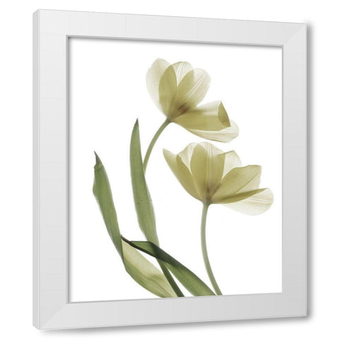 Xray Tulip I White Modern Wood Framed Art Print by Stalus, Judy