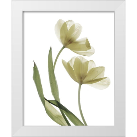 Xray Tulip I White Modern Wood Framed Art Print by Stalus, Judy
