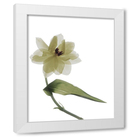 Xray Tulip II White Modern Wood Framed Art Print by Stalus, Judy