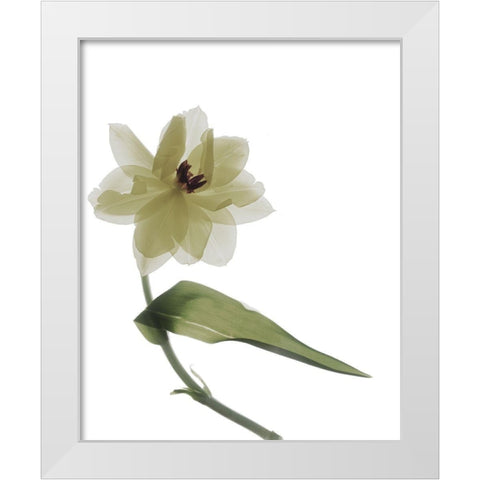 Xray Tulip II White Modern Wood Framed Art Print by Stalus, Judy