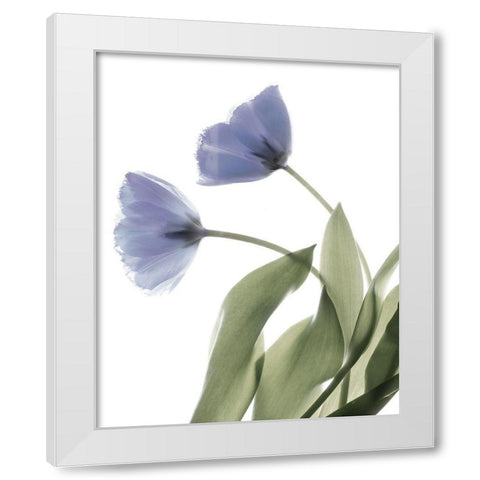 Xray Tulip III White Modern Wood Framed Art Print by Stalus, Judy