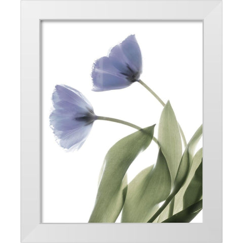 Xray Tulip III White Modern Wood Framed Art Print by Stalus, Judy