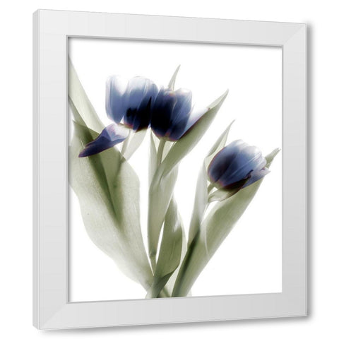 Xray Tulip IV White Modern Wood Framed Art Print by Stalus, Judy