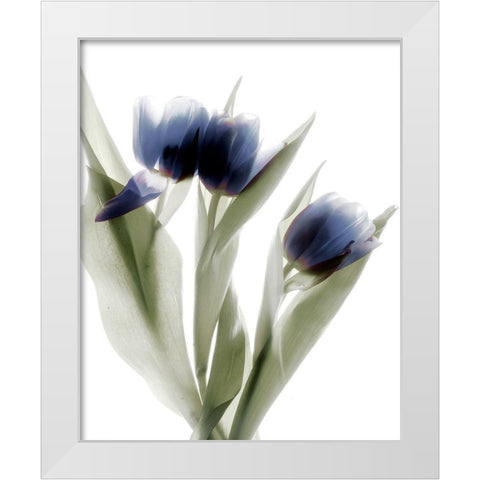 Xray Tulip IV White Modern Wood Framed Art Print by Stalus, Judy