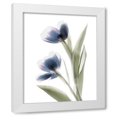 Xray Tulip V White Modern Wood Framed Art Print by Stalus, Judy