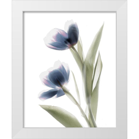 Xray Tulip V White Modern Wood Framed Art Print by Stalus, Judy
