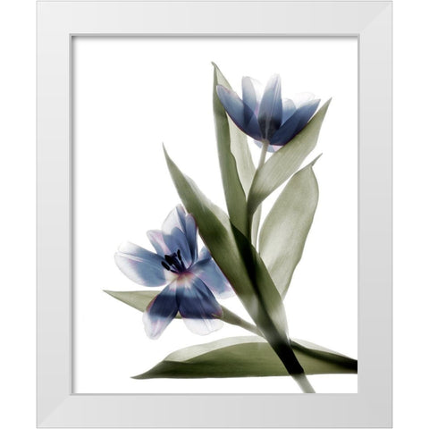 Xray Tulip VI White Modern Wood Framed Art Print by Stalus, Judy