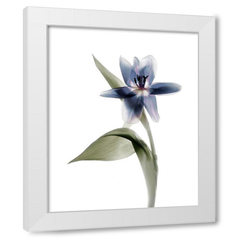 Xray Tulip VII White Modern Wood Framed Art Print by Stalus, Judy