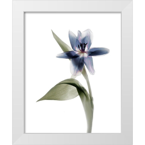 Xray Tulip VII White Modern Wood Framed Art Print by Stalus, Judy